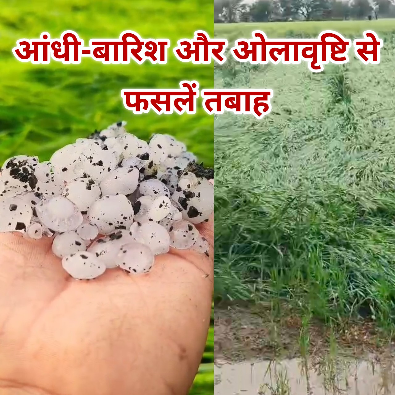 ठंड के बीच मावठे की दस्तक, महिदपुर और आसपास में आंधी-बारिश और ओलावृष्टि से रबी फसलें चौपट